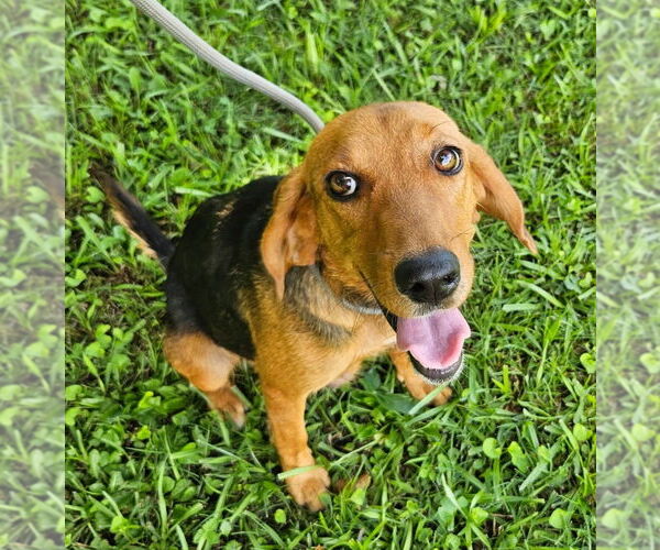 Medium Photo #5 Beagle-Unknown Mix Puppy For Sale in Dunnellon, FL, USA