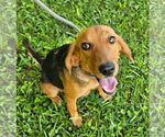 Small #4 Beagle Mix