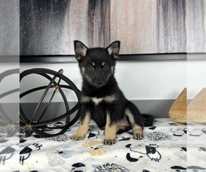 Pomsky Puppy for sale in FRANKLIN, IN, USA