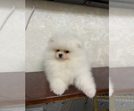 Small #4 Miniature Spitz