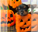Small Photo #5 Yorkshire Terrier Puppy For Sale in OLATHE, KS, USA