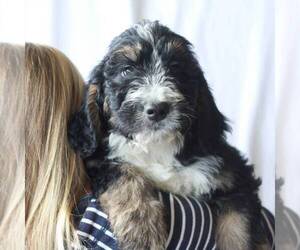 Bernedoodle Puppy for sale in MYERSTOWN, PA, USA