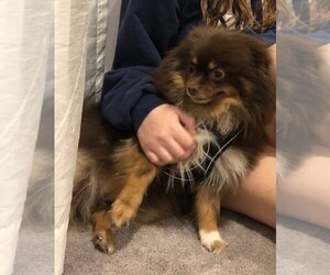 Pomeranian Puppy for sale in MEDFORD, NY, USA