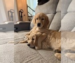 Small Golden Retriever