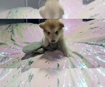 Small Photo #6 Alaskan Malamute Puppy For Sale in ERIAL, NJ, USA