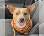 Hootie - Male Mutt Dog for Adoption - Small photo