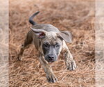 Small #2 Mutt