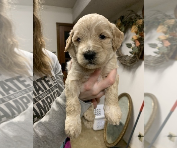 Medium Photo #2 Pyredoodle Puppy For Sale in BRKN ARW, OK, USA