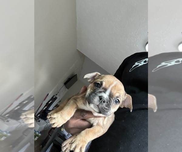 Medium Photo #6 French Bulldog Puppy For Sale in SNELLVILLE, GA, USA