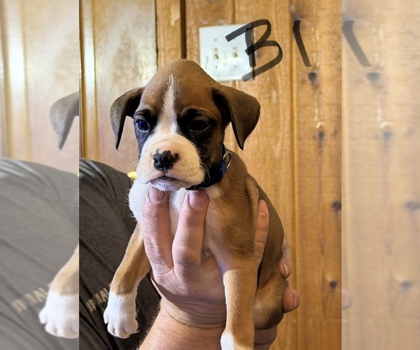 Medium Photo #2 Boxer Puppy For Sale in HARTWELL, GA, USA