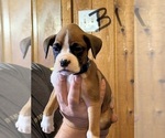 Small #1 Boxer