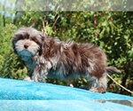 Small #16 ShihPoo