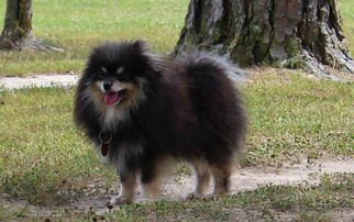 Father of the Pomeranian puppies born on 04/16/2018