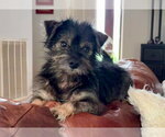 Small Cairn Terrier Mix