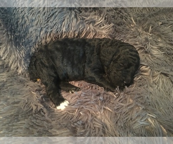 Medium Photo #3 Poodle (Standard) Puppy For Sale in KEARNEY, MO, USA