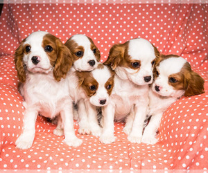Cavalier King Charles Spaniel Litter for sale in WAKARUSA, IN, USA