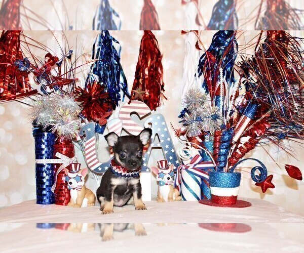 Medium Photo #59 Chihuahua Puppy For Sale in CHARLESTON, AR, USA