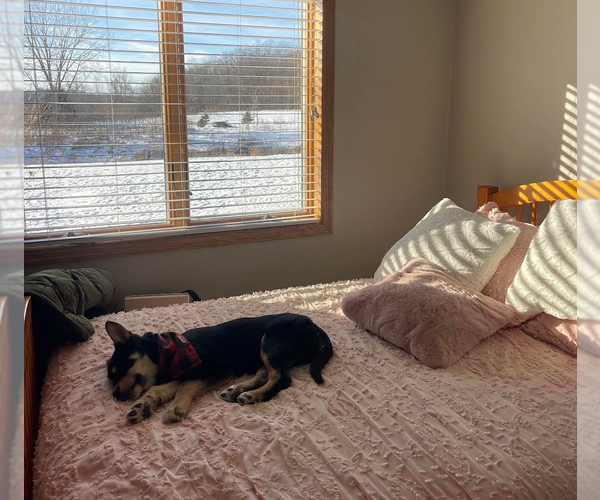 Medium Photo #12 Shepradors Puppy For Sale in Princeton, MN, USA