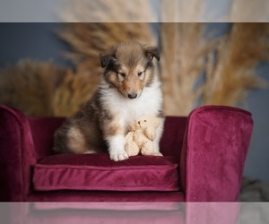 Collie Puppy for sale in PILOT, VA, USA