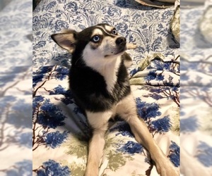 Father of the Alaskan Klee Kai puppies born on 04/25/2019
