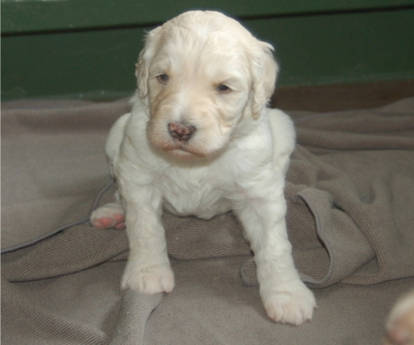 Medium Photo #1 Goldendoodle Puppy For Sale in COLCHESTER, CT, USA