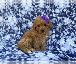 Small #6 Cavapoo (Miniature)