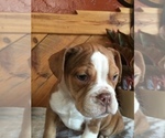 Small Photo #3 Olde English Bulldogge Puppy For Sale in CHETEK, WI, USA