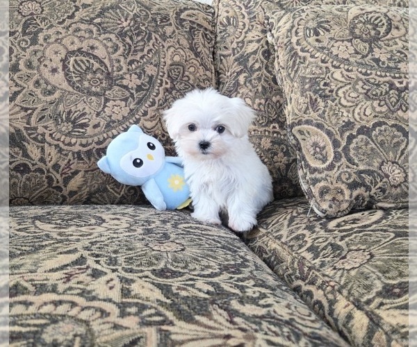 Medium Photo #3 Maltese Puppy For Sale in SANTA CLARITA, CA, USA