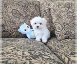 Small #2 Maltese