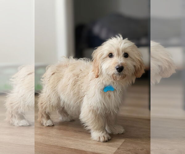 Medium Photo #3 Poodle (Miniature)-Unknown Mix Puppy For Sale in Plainfield, IL, USA