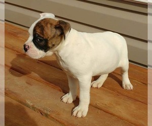 Valley Bulldog Puppy for sale in TROY, NC, USA
