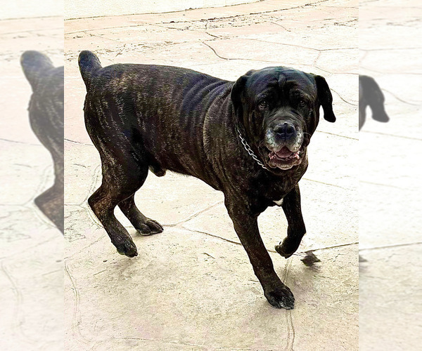 Medium Photo #1 Cane Corso Puppy For Sale in WOODLAND HILLS, CA, USA