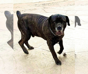 Father of the Cane Corso puppies born on 04/30/2025
