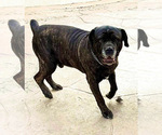 Small Photo #1 Cane Corso Puppy For Sale in WOODLAND HILLS, CA, USA
