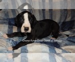 Small #9 Great Dane