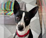 Small Jack-Rat Terrier