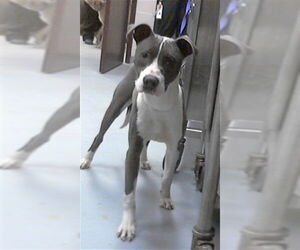 Mutt Dogs for adoption in Fayetteville, NC, USA