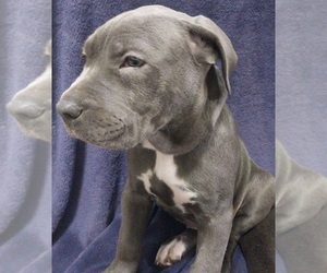 American Bully-Cane Corso Mix Puppy for sale in CHICORA, PA, USA