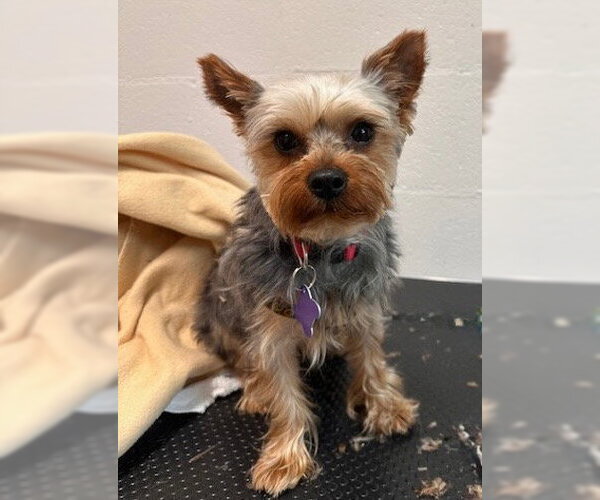 Medium Photo #3 Mutt Puppy For Sale in Ellijay, GA, USA