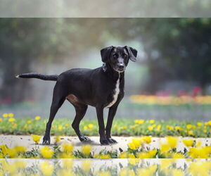 Melanie - Female Labrador Retriever-Unknown Mix Dog for Adoption - Photo #4
