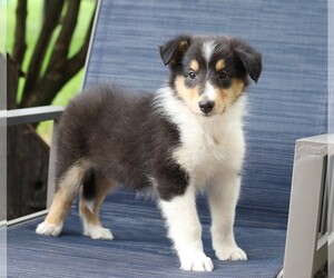 Collie Puppy for sale in FREDERICKSBG, OH, USA