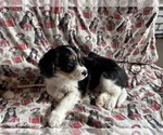 Puppy Cowboy Bernedoodle (Miniature)