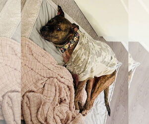 Princess - Female Staffordshire Bull Terrier-Unknown Mix Dog for Adoption - Photo #4