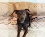 Small #12 American Pit Bull Terrier Mix