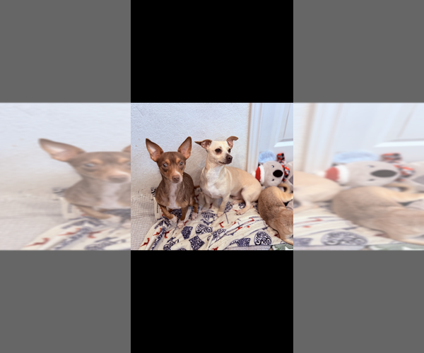 Medium Photo #4 Chihuahua Puppy For Sale in FRAMINGHAM, MA, USA