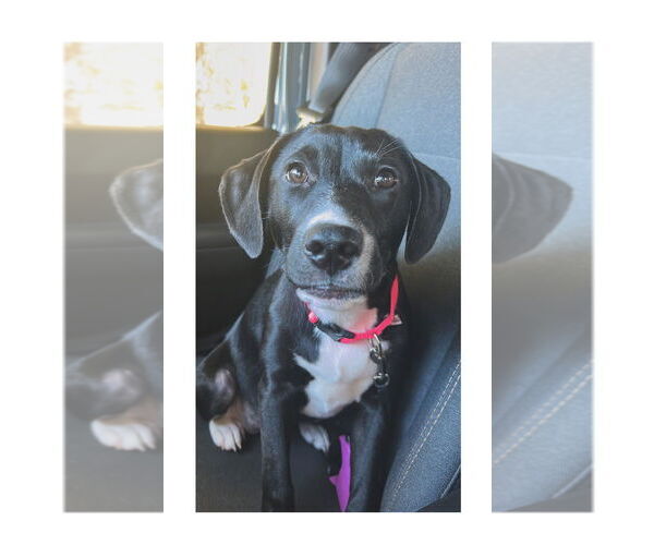 Medium Photo #2 Labrador Retriever-Unknown Mix Puppy For Sale in Mooresville, NC, USA