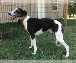 Small Photo #1 Whippet Puppy For Sale in EDMOND, OK, USA