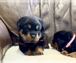 Small #47 Rottweiler