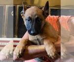 Small Photo #6 Belgian Malinois Puppy For Sale in VISALIA, CA, USA