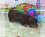 Small #4 Dachshund